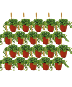 Pilea Depressa – 20 stuks – Ø5,5cm – ↕10cm