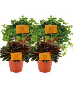 2x Peperomia Rosso + 2x Peperomia Rotundifolia – 4 stuks – Ø12cm – ↕20cm