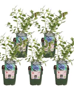 5x – Vaccinium corymbosum ‚Reka‘ – ↨45cm – Ø13