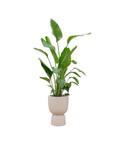 Combi deal – Strelitzia Nicolai inclusief elho Pure Coupe beige Ø35 – 200 cm