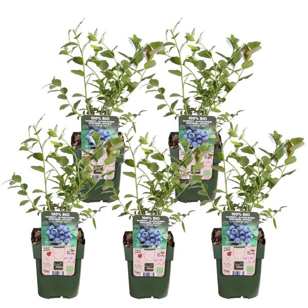 5x – Vaccinium corymbosum ‚Reka‘ – ↨45cm – Ø13