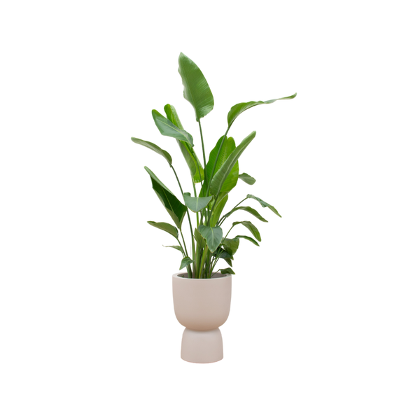 Combi deal – Strelitzia Nicolai inclusief elho Pure Coupe beige Ø35 – 200 cm