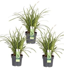 3x – Carex morrowii ‚Ice Dance‘ – ↨30cm – Ø14