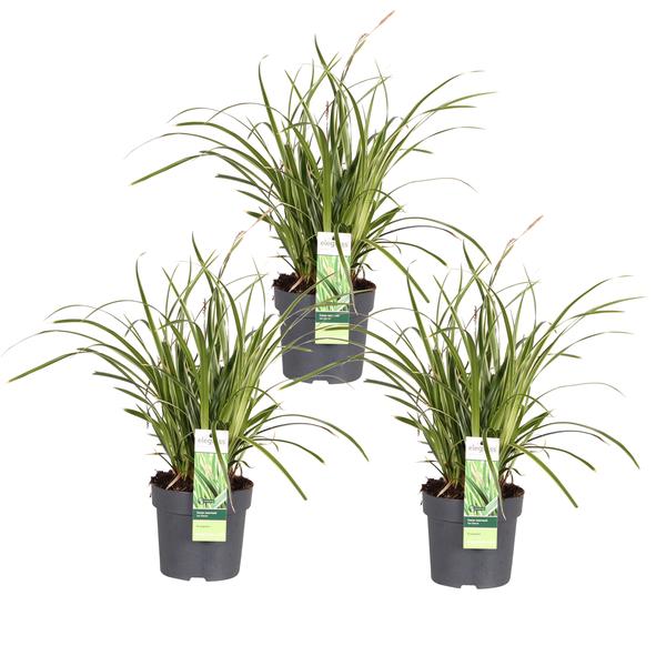 3x – Carex morrowii ‚Ice Dance‘ – ↨30cm – Ø14