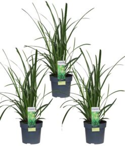 3x – Carex morrowii ‚Irish Green‘ – ↨30cm – Ø14