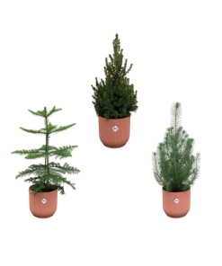 Kerstpakket – Araucaria (kamerden) + Pinus + Picea (kerstboompje) inclusief elho Vibes Fold Round roze Ø18-22 – 50-60 cm