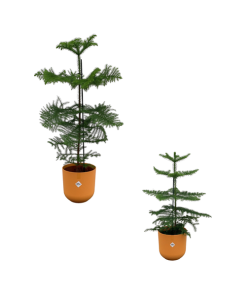 Araucaria (kamerden) mix inclusief elho Jazz Round Amber Yellow Ø19-23 – 60-100 cm