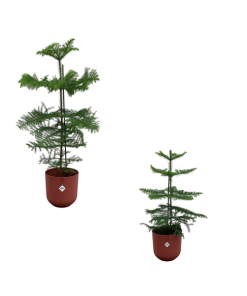 Araucaria (kamerden) mix inclusief elho Jazz Round Tuscan Red Ø19-23 – 60-100 cm