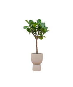 Combi deal – Ficus Lyrata boom inclusief elho Pure Coupe beige Ø41 – 210 cm