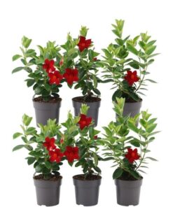 6 x Dipladenia Red – Mandevilla Red Ø12 cm – ↕25 cm