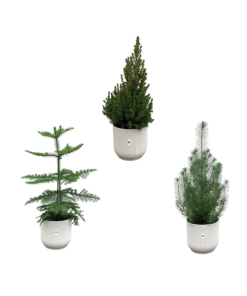 Kerstpakket – Araucaria (kamerden) + Pinus + Picea (kerstboompje) inclusief elho Vibes Fold Round wit Ø18-22 – 50-60 cm