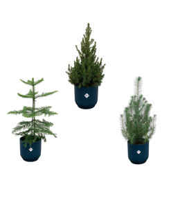 Kerstpakket – Araucaria (kamerden) + Pinus + Picea (kerstboompje) inclusief elho Vibes Fold Round blauw Ø18-22 – 50-60 cm