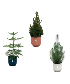 Kerstpakket – Araucaria (kamerden) + Pinus + Picea (kerstboompje) inclusief elho Vibes Fold Round kleurenmix Ø18-22 – 50-60 cm