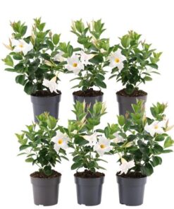 6 x Dipladenia white – Mandevilla white Ø12 cm – ↕25 cm