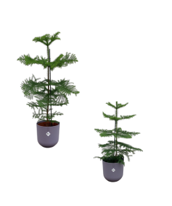 Araucaria (kamerden) mix inclusief elho Jazz Round Lavender Lilac Ø19-23 – 60-100 cm