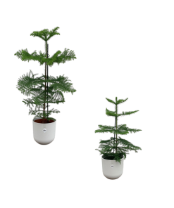 Araucaria (kamerden) mix inclusief elho Jazz Round Wit Ø19-23 – 60-100 cm