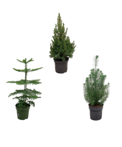 Kerstpakket – Araucaria (kamerden) + Pinus + Picea (kerstboompje) – 50-60 cm