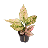 Aglaonema ‚Rosy‘ – Ø 12 cm – ↕ 35 cm