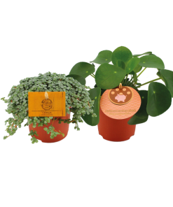 Pilea Duo 1.0 – 2 Stück – Ø10,5 cm – ↕15 cm