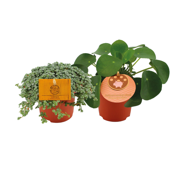 Pilea Duo 1.0 – 2 Stück – Ø10,5 cm – ↕15 cm