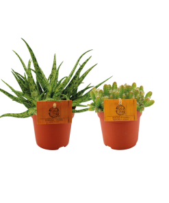 Aloe Spider/Hylocereus Undatus Duo – 2 Stücke – Ø10,5cm – ↕15cm