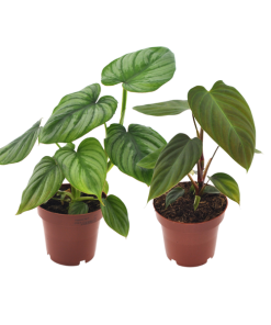 Philodendron Duo Nangaritens/Mamei – 2 Stücke – Ø12cm – ↕25cm