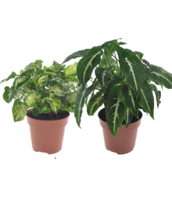 Syngonium Duo Pixie/Wendlandii – 2 Stücke – Ø12cm – ↕20cm