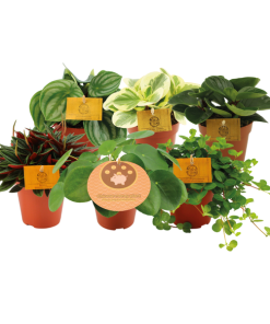 Peperomia Freunde – 6 Stücke – Ø12cm – ↕20cm