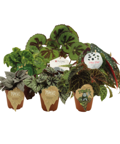 Begonia maatjes – 6 stuks – Ø12cm – ↕20cm