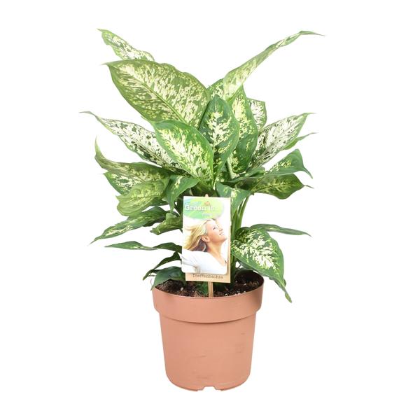 Dieffenbachia Compacta – Ø17cm – ↕45cm