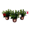 Mandevilla ‚Zomerville‘ Strauch-Mix – 3 Stück – Ø 14 cm – ↕ 30 cm