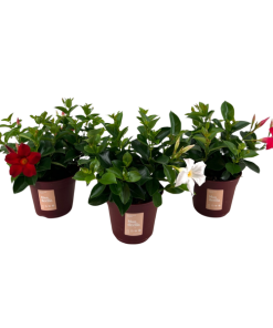 Mandevilla ‚Zomerville‘ Strauch-Mix – 3 Stück – Ø 14 cm – ↕ 30 cm