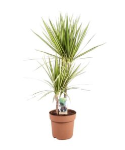 Dracaena Marginata Sunray – Ø21cm – ↕80cm