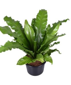 Asplenium Nidus – Ø37cm – ↕85cm