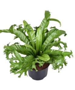 Asplenium Nidus Crissie – Ø23cm – ↕55cm