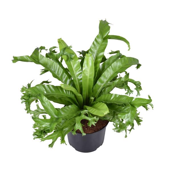 Asplenium Nidus Crissie – Ø23cm – ↕55cm