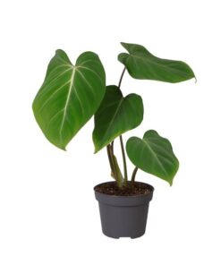 Philodendron Glorisoum 12 Cm – Ø12cm – ↕35cm