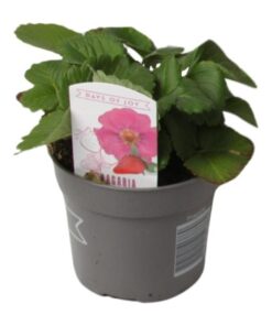 Fragaria Summer Breeze – Ø10,5 ↕20