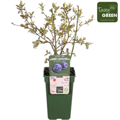 Vaccinium corymbosum 'Reka' - ↨45cm - Ø13 – Bild 8