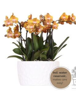 Kolibri Orchids | orange Orchideen-Set in Honigschale inkl. Wasserreservoir | drei orange Orchideen Las Vegas12cm | Mono Bouquet weiß mit autarkem Wasserreservoir