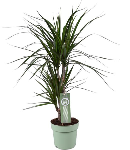 Dracaena Marginata – Ø17 ↕70