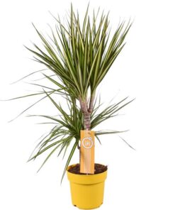 Dracaena Sunray – Ø17 ↕70