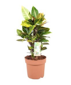 Codiaeum Petra – Ø21cm – ↕60cm