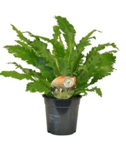 Asplenium Campio – Ø17cm – ↕50cm