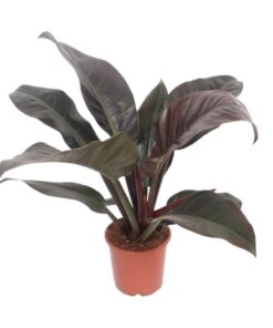 Philodendron Imperial Red – Ø17cm – ↕60cm