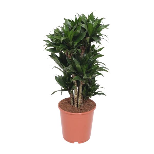 Dracaena Compacta – Ø24cm – ↕80cm