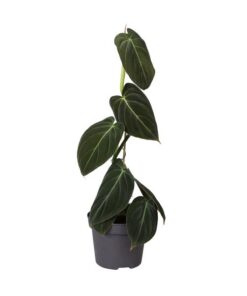 Philodendron Melanochrysum 12 Cm – Ø12cm – ↕35cm