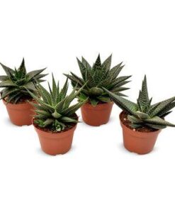 Haworthia Mix – 4 Stücke – Ø10,5cm – ↕14cm