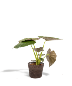 Alocasia Wentii – Ø19cm – ↕65cm + Korb Igmar