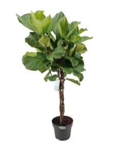 Ficus Lyrata – Ø24cm – ↕100cm